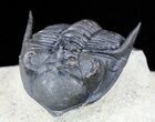 Metacanthina (Asteropyge) Trilobite - Great Detail #56547-1